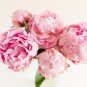 Princess Series Peony Medium-Sized Pink Double Blossoms 20 PCS Seeds