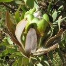 Protea Coronata White South Africa's national flower 6 PCS Seeds Protea Coronata White South Africa's national flower 6 PCS Seeds
