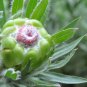 Protea Coronata White South Africa's national flower 6 PCS Seeds