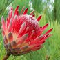 Protea Burchellii 6 PCS Seeds