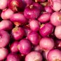 Premium Red Onion Purple Skin Variety 500 PCS Seeds
