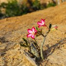 Premium Adenium Desert Rose Rose Red Flowers 2-Layer 2 PCS Seeds Premium Adenium Desert Rose Rose Red Flowers 2-Layer 2 PCS Seeds