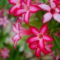 Premium Adenium Desert Rose Rose Red Flowers 2-Layer 2 PCS Seeds
