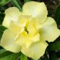 Premium Adenium Desert Rose Orangish Yellow Flowers 4-Layer 2 PCS Seeds