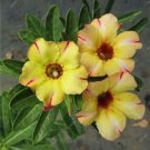 Premium Adenium Desert Rose Light Golden Flowers Damask Pink Edge 2 PCS Seeds