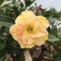 Premium Adenium Desert Rose Light Golden Flowers Damask Pink Edge 2 PCS Seeds