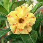 Premium Adenium Desert Rose Light Golden Flowers Damask Pink Edge 2 PCS Seeds