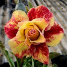 Premium Adenium Desert Rose Orange Flowers Flowers 1-Layer 2 PCS Seeds Premium Adenium Desert Rose Orange Flowers Flowers 1-Layer 2 PCS Seeds