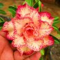 Premium Adenium Desert Rose Orange Flowers Flowers 1-Layer 2 PCS Seeds