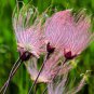 PRAIRIE SMOKE Geum Triflorum Purple Prairie Avens Flower 50 PCS Seeds