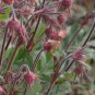 PRAIRIE SMOKE Geum Triflorum Purple Prairie Avens Flower 50 PCS Seeds