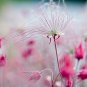PRAIRIE SMOKE Geum Triflorum Purple Prairie Avens Flower 50 PCS Seeds