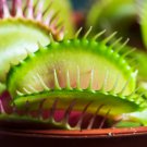 Potted Insectivorous Plants Dionaea Muscipula Giant Clip Venus 100 PCS Seeds Potted Insectivorous Plants Dionaea Muscipula Giant Clip Venus 100 PCS Seeds