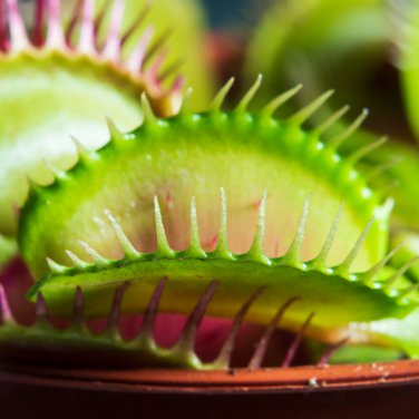 Potted Insectivorous Plants Dionaea Muscipula Giant Clip Venus 100 PCS Seeds