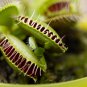 Potted Insectivorous Plants Dionaea Muscipula Giant Clip Venus 100 PCS Seeds