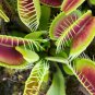 Potted Insectivorous Plants Dionaea Muscipula Giant Clip Venus 100 PCS Seeds