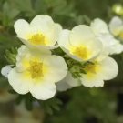 Potentilla Fruticosa Potentilla Fruticosa Bonsai Plantas 100 PCS Seeds