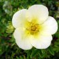 Potentilla Fruticosa Potentilla Fruticosa Bonsai Plantas 100 PCS Seeds