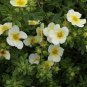 Potentilla Fruticosa Potentilla Fruticosa Bonsai Plantas 100 PCS Seeds