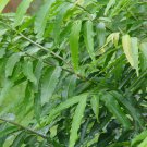 Polyalthia longifolia 20 PCS Seeds