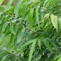 Polyalthia longifolia 20 PCS Seeds