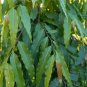 Polyalthia longifolia 20 PCS Seeds