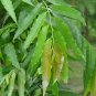 Polyalthia longifolia 20 PCS Seeds