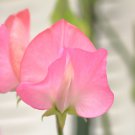 Pink Tall Sweet Pea 100 PCS Seeds