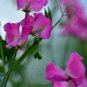 Pink Tall Sweet Pea 100 PCS Seeds