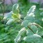 Pineapple Mint 50 PCS Seeds