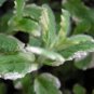 Pineapple Mint 50 PCS Seeds