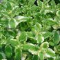 Pineapple Mint 50 PCS Seeds