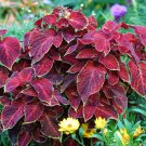 Red Pearl Series Coleus 100 PCS Seeds