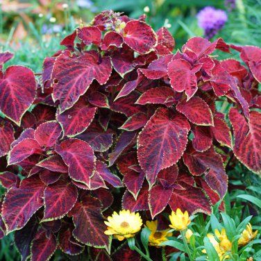 Red Pearl Series Coleus 100 PCS Seeds