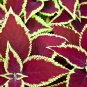 Red Pearl Series Coleus 100 PCS Seeds