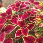 Red Pearl Series Coleus 100 PCS Seeds