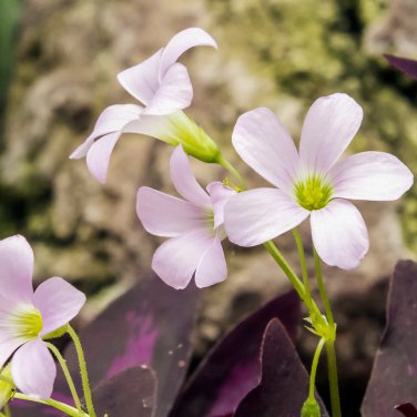 Red Oxalis Versicolor Flores Bons