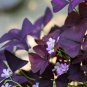 Red Oxalis Versicolor Flores Bons