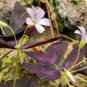 Red Oxalis Versicolor Flores Bons