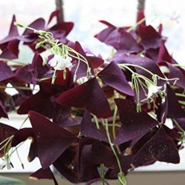 Red Oxalis Versicolor Bonsai Flowers 100 PCS Seeds