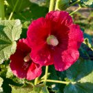 red Scented Geranium Flower (Althaea rosea) DIY 50 PCS Seeds