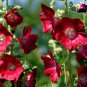 red Scented Geranium Flower (Althaea rosea) DIY 50 PCS Seeds