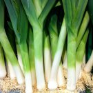 Red Root Leek 500 PCS Seeds