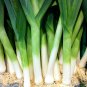 Red Root Leek 500 PCS Seeds