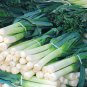 Red Root Leek 500 PCS Seeds