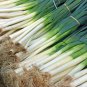 Red Root Leek 500 PCS Seeds