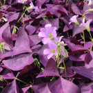 Red Oxalis 100 PCS Seeds Red Oxalis 100 PCS Seeds