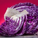 Red Napa Cabbage 10 PCS Seeds