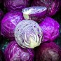 Red Napa Cabbage 10 PCS Seeds