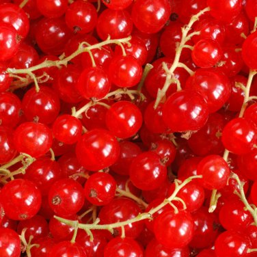 Red Currant Ribes Rubrum Easy 50 PCS Seeds